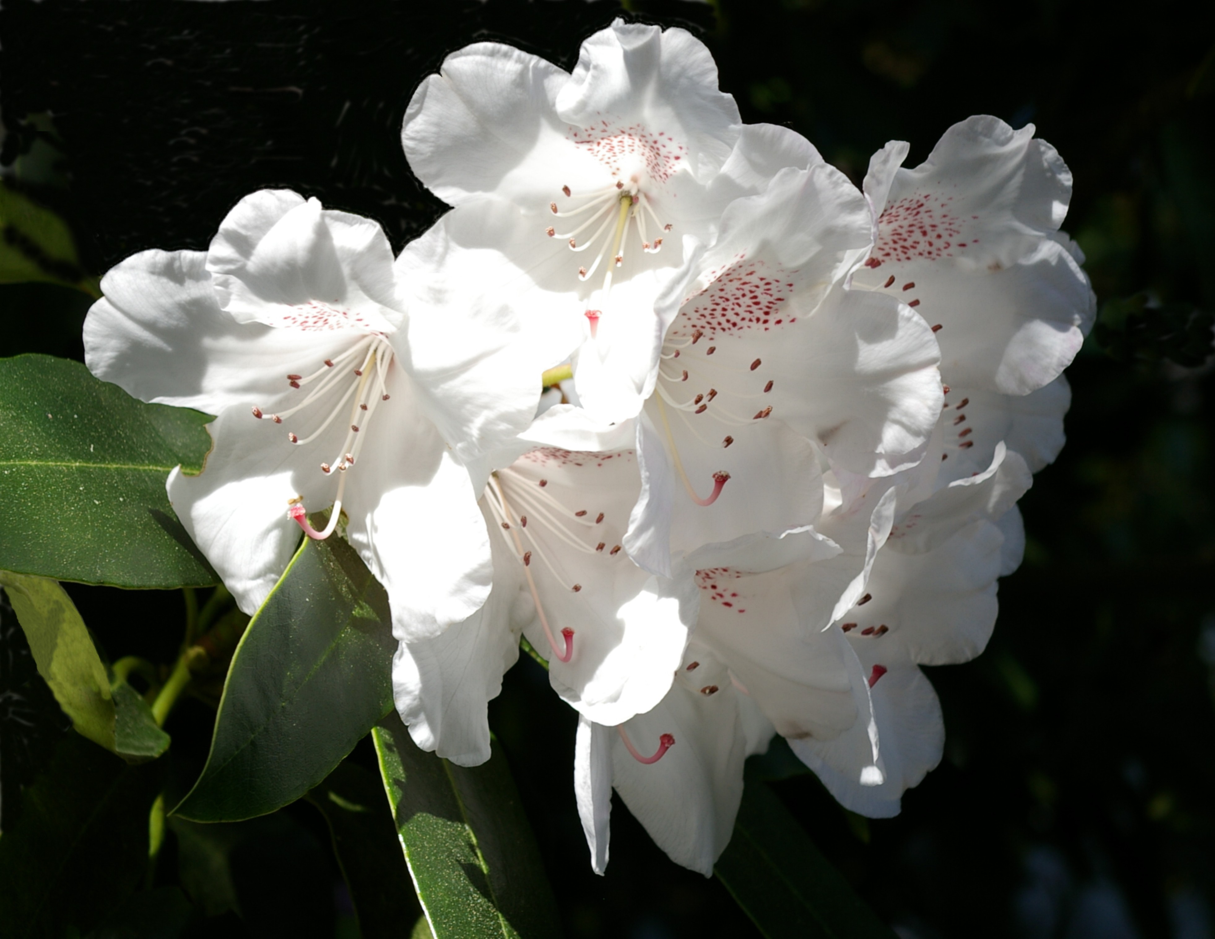 MAY BLOSSOM Bill Bagley Photography